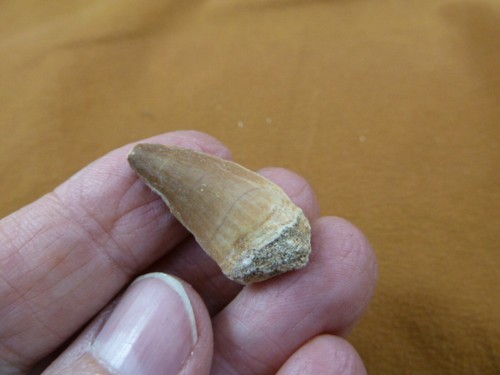8 fossil - 1-1/8",