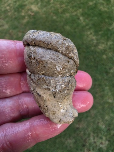 Mosasaur coprolite fossil ozan - mosasaur,