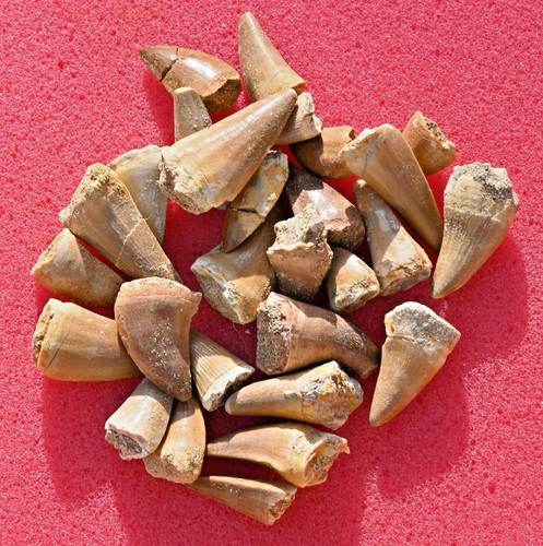 Twenty five mosasaur - twenty,