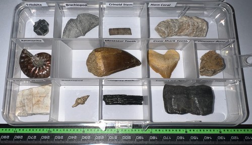 Labeled real fossil - labeled, 12