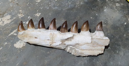 Fossil mosasaur jaw - fossil, with