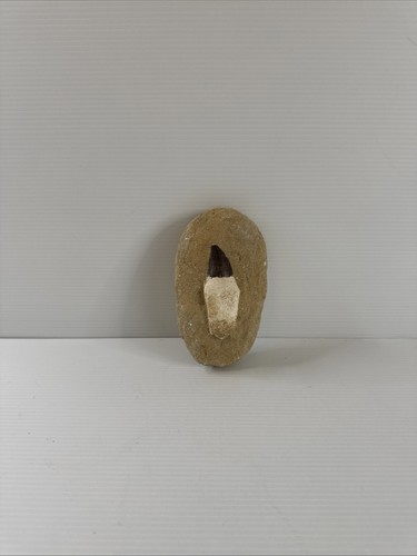 Mosasaur tooth fossil - mosasaur, in